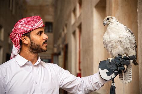 falcon trainers